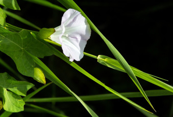 Картинка цветы вьюнки +ипомеи белый дикий трава вьюнок