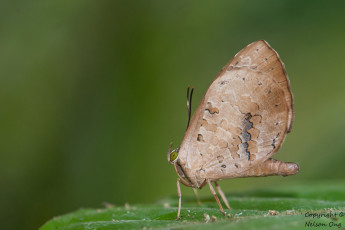 Картинка животные бабочки +мотыльки +моли усики крылья бабочка макро фон