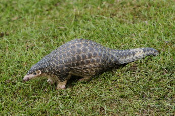 обоя панголин, животные, броненосцы,  панголины, ящер, млекопитающее, плацентарные