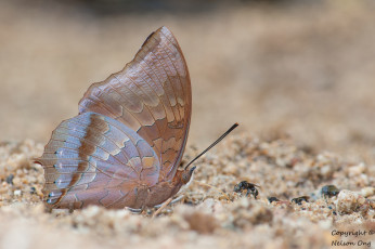 Картинка животные бабочки +мотыльки +моли фон макро усики крылья бабочка