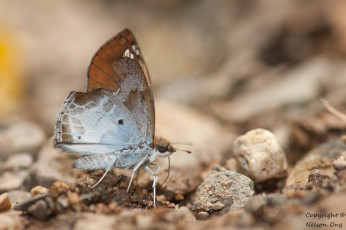 Картинка животные бабочки +мотыльки +моли крылья усики бабочка макро фон