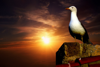 Картинка животные Чайки +бакланы +крачки чайка