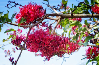 Картинка цветы цветущие+деревья+ +кустарники дерево ветка