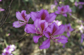 Картинка цветы цветущие+деревья+ +кустарники макро лепестки