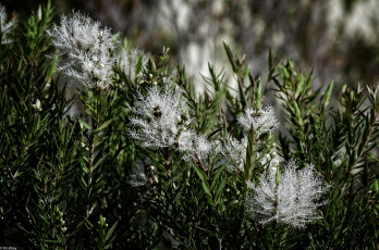Картинка цветы цветущие+деревья+ +кустарники необычные куст