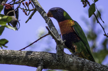 Картинка животные попугаи попугай ветка