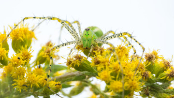 Картинка животные пауки паук лапки взгляд макро