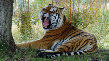 Картинка животные тигры тигр