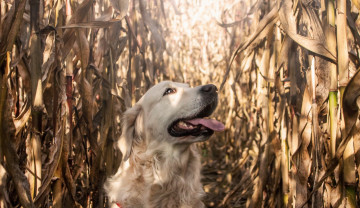 Картинка животные собаки собака взгляд друг