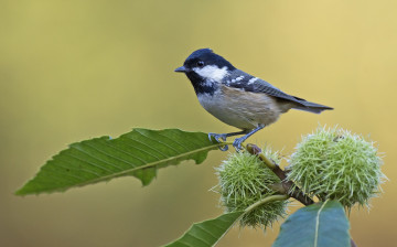 Картинка животные синицы +лазоревки конский каштан синица птица