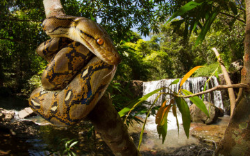 Картинка python+reticulatus животные змеи +питоны +кобры питон