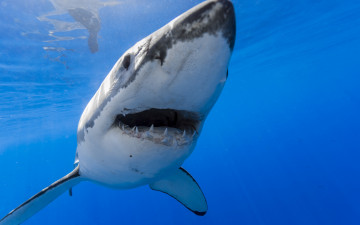 Картинка животные акулы акула море природа