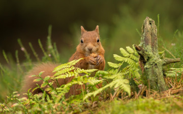 Картинка животные белки белка рыжая трава коряга