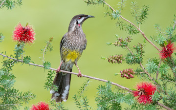 Картинка животные птицы перья цветы ветка птица