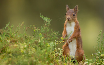 Картинка животные белки стойка рыжая белка