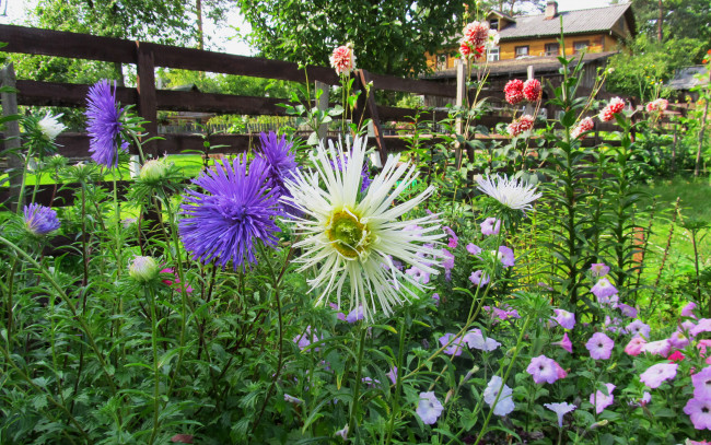 Обои картинки фото цветы, разные вместе, сиреневая, белая, астра