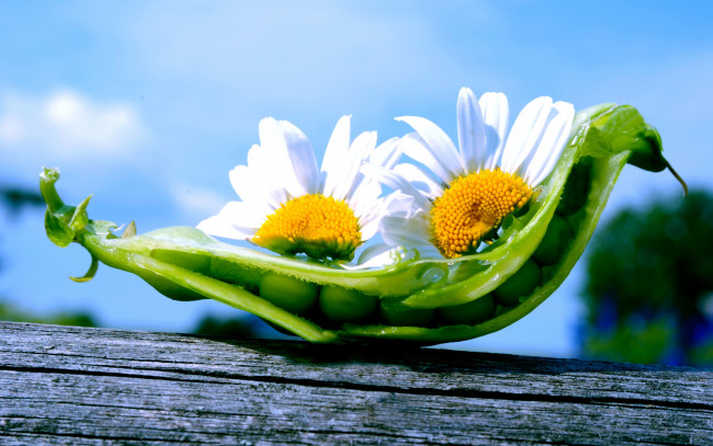 Обои картинки фото цветы, ромашки, природа, горох, небо, стручок, горошины