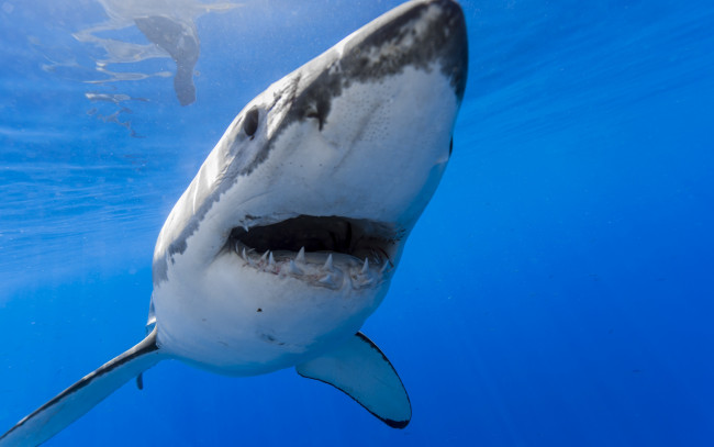 Обои картинки фото животные, акулы, акула, море, природа