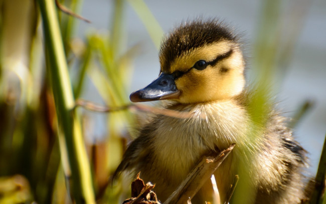 Обои картинки фото животные, утки, утенок, птица, малыш, утка