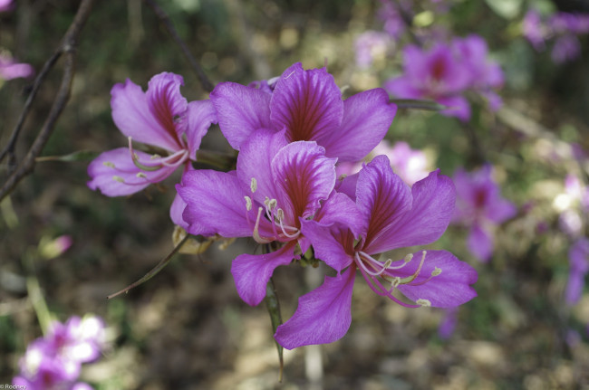 Обои картинки фото цветы, цветущие деревья ,  кустарники, макро, лепестки