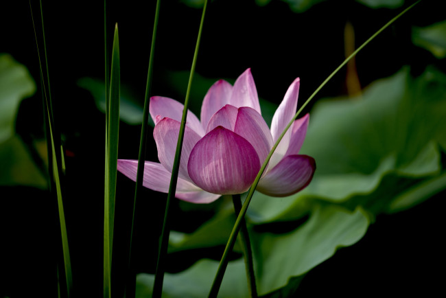 Обои картинки фото цветы, лотосы, лотос