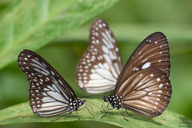 Обои картинки фото животные, бабочки,  мотыльки,  моли, бабочка, крылья, усики, фон, макро