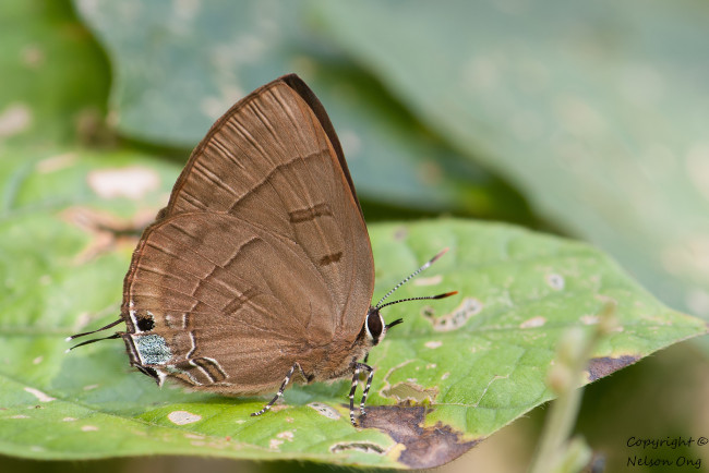 Обои картинки фото животные, бабочки,  мотыльки,  моли, усики, бабочка, крылья, макро, фон