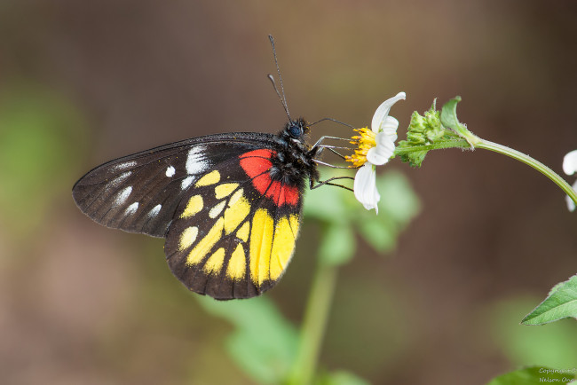 Обои картинки фото животные, бабочки,  мотыльки,  моли, усики, крылья, бабочка, макро, фон