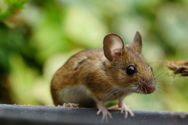 Обои картинки фото животные, крысы,  мыши, мышка