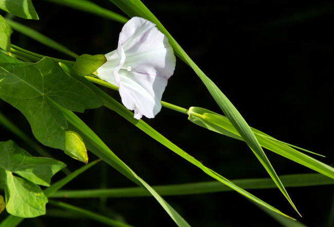 Обои картинки фото цветы, вьюнки,  ипомеи, белый, дикий, трава, вьюнок