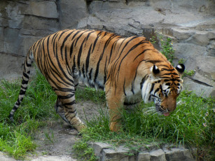 Картинка животные тигры хищник