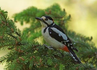 Картинка животные дятлы птичка