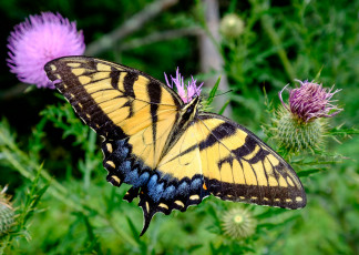 Картинка животные бабочки +мотыльки +моли бабочка