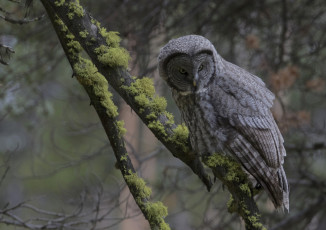 Картинка животные совы птичка