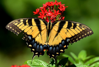 Картинка животные бабочки +мотыльки +моли бабочка