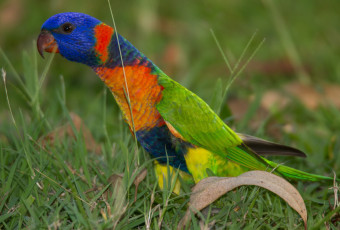 Картинка животные попугаи птичка