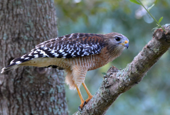 Картинка животные птицы+-+хищники птичка