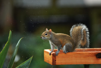 Картинка животные белки белка