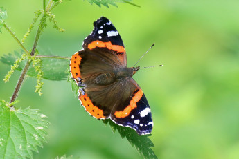 Картинка животные бабочки +мотыльки +моли бабочка