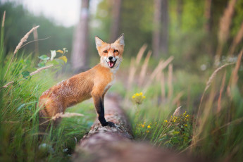 Картинка животные лисы лес лиса трава деревья лето рыжая боке