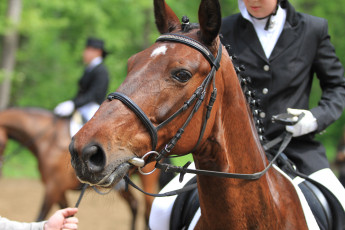 Картинка животные лошади конь всадник гнедой лошадь