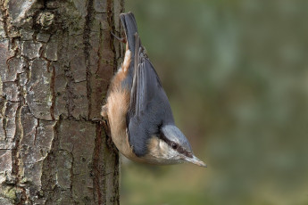 Картинка животные поползни птичка