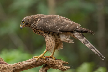 Картинка животные птицы+-+хищники птичка