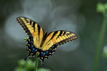 Картинка животные бабочки +мотыльки +моли бабочка