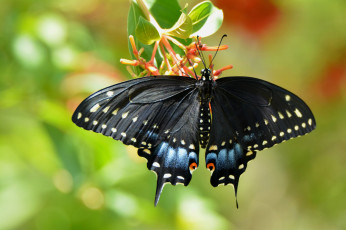 Картинка животные бабочки +мотыльки +моли бабочка