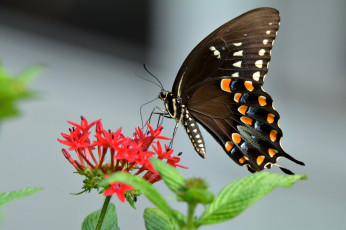 Картинка животные бабочки +мотыльки +моли бабочка