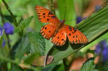 Картинка животные бабочки +мотыльки +моли бабочка