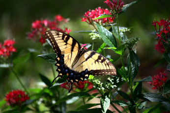 Картинка животные бабочки +мотыльки +моли бабочка