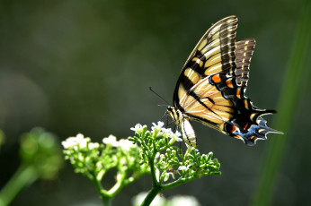 Картинка животные бабочки +мотыльки +моли бабочка