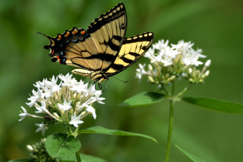 Картинка животные бабочки +мотыльки +моли бабочка
